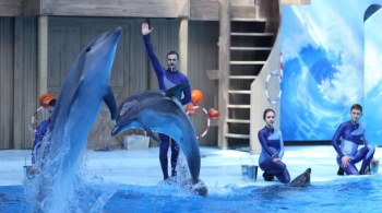 Дельфиния | Цирковое шоу с морскими млекопитающими