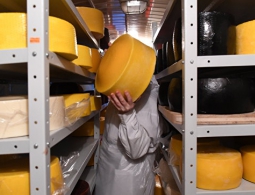 Роспотребнадзор усилит контроль за сырной продукцией