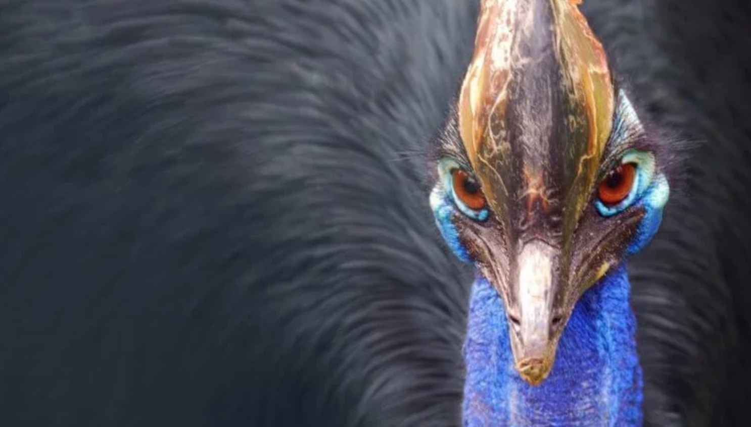 Зафиксировано второе в истории смертельное нападение самой опасной птицы в мире