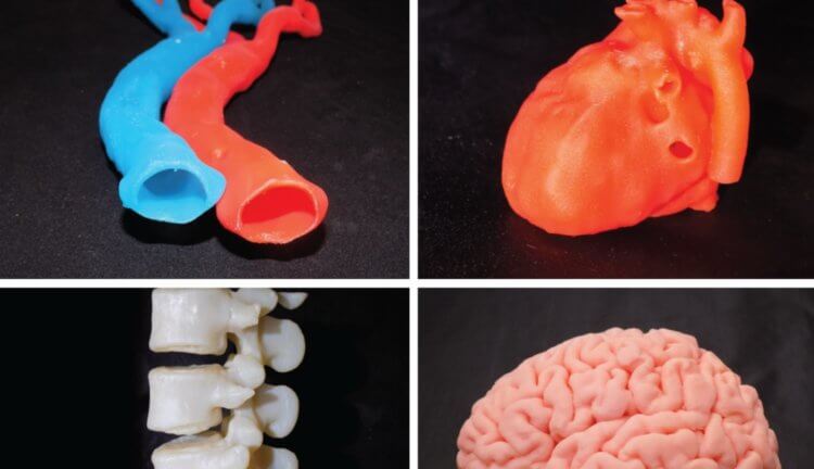 Найден способ сохранять клетки живыми при 3D-печати больших органов
