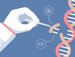 Инъекция CRISPR в мозг эмбриона может излечить генетическое расстройство