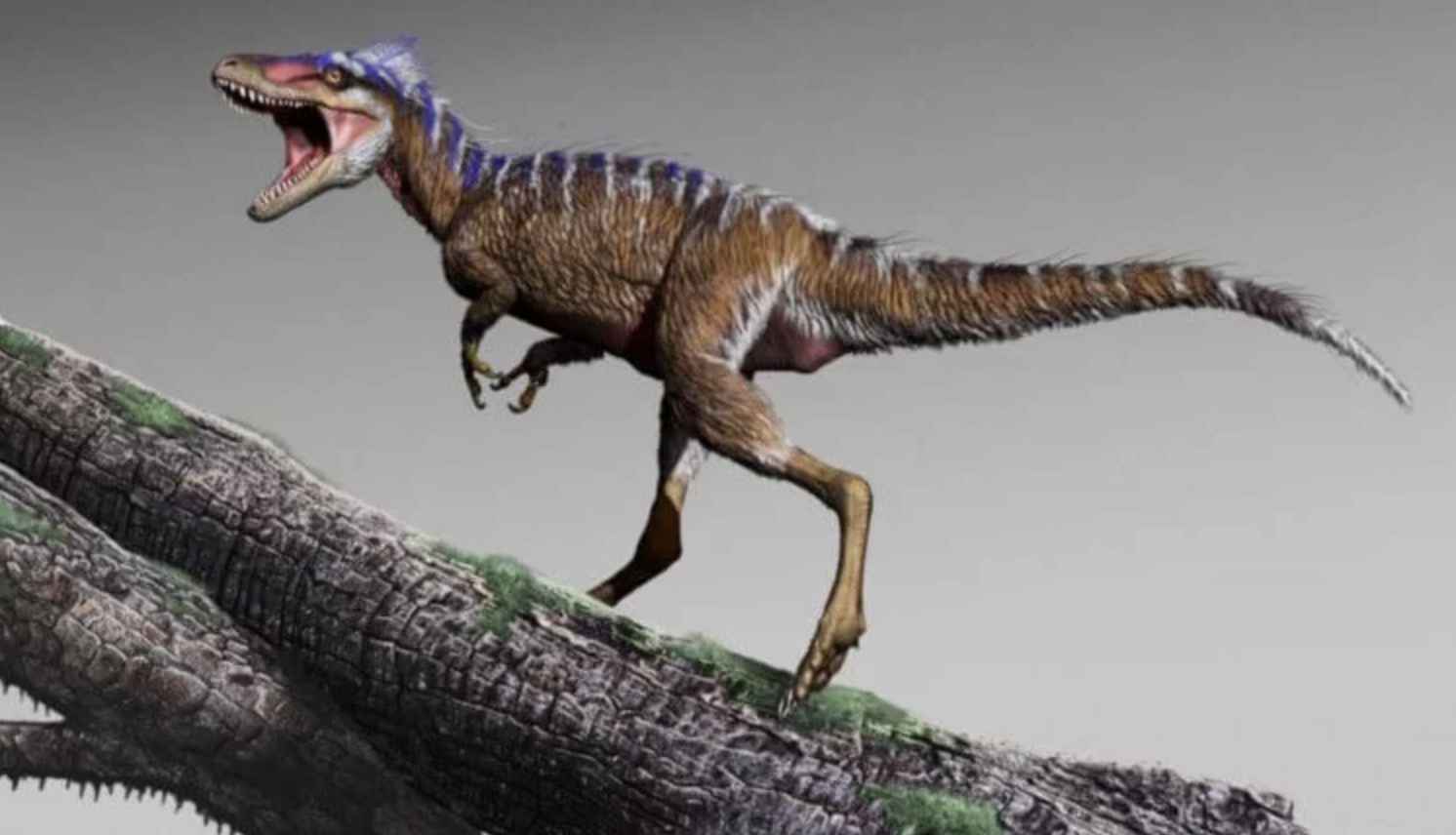 Новая находка палеонтологов объяснила эволюцию огромных тираннозавров