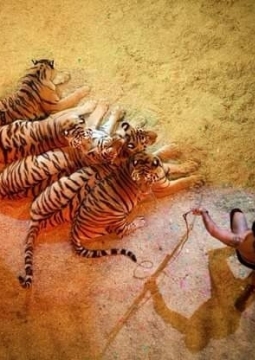 Итальянский ЦИРК «Togni»