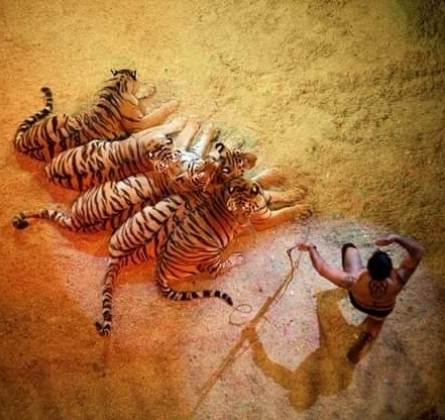 Итальянский ЦИРК «Togni»