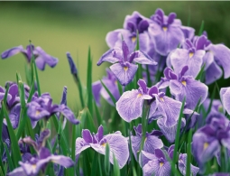 Астрологический прогноз на июнь 2019 по знакам Зодиака