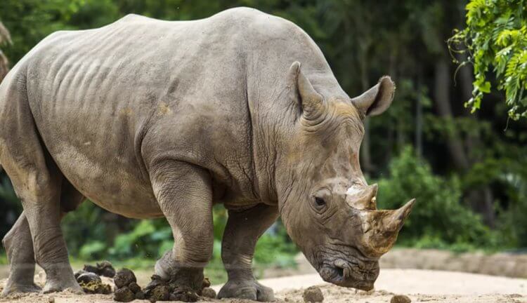 Последний самец суматранского носорога умер, но вид не вымер. Как такое может быть?