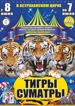 Тайна королевских тигров | Цирк