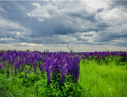 Гороскоп на лето 2019 по знакам Зодиака: сверяемся со звездами