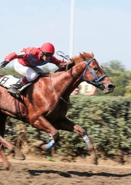 Скачки на приз им. Буденного