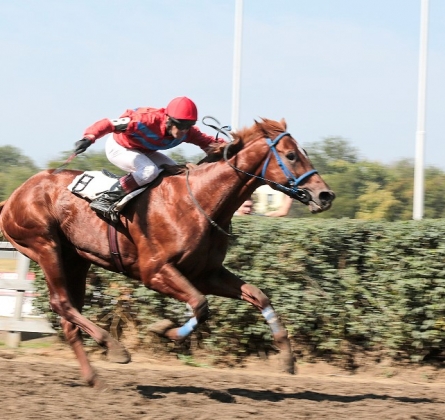 Скачки на приз им. Буденного