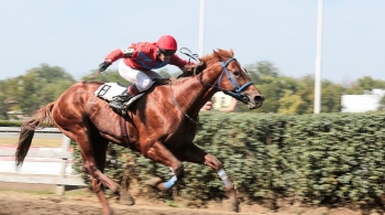 Скачки на приз им. Буденного