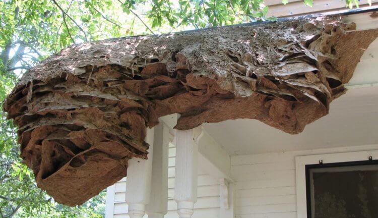 В США найдены огромные осиные гнезда, и их невозможно уничтожить