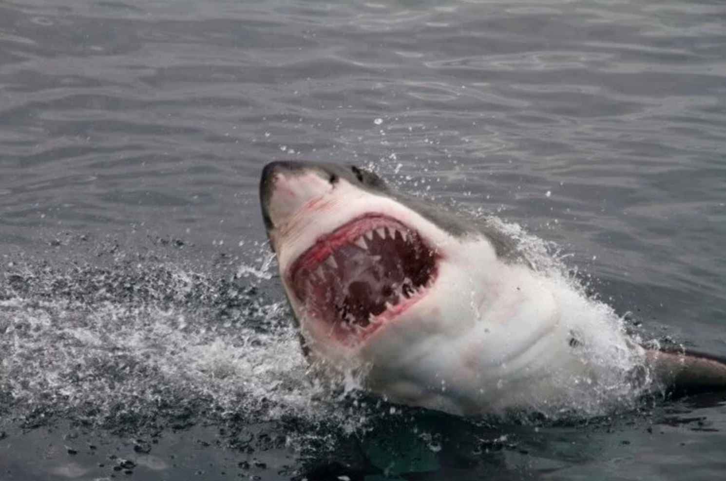 Ученые выяснили, откуда появились акулы-людоеды, убивающие людей