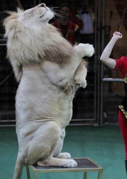 Цирк | Белые львы