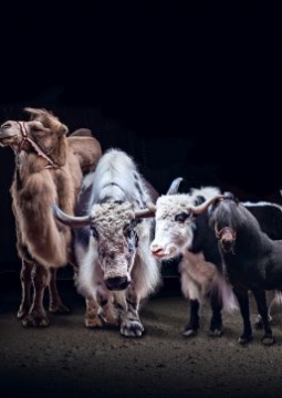 Цирк-шапито «Тотем»