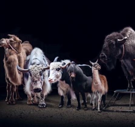 Цирк-шапито «Тотем»