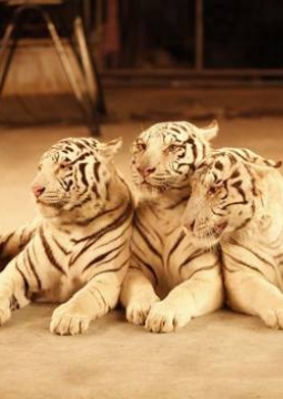 Ёлка в цирке | Шоу белых тигров