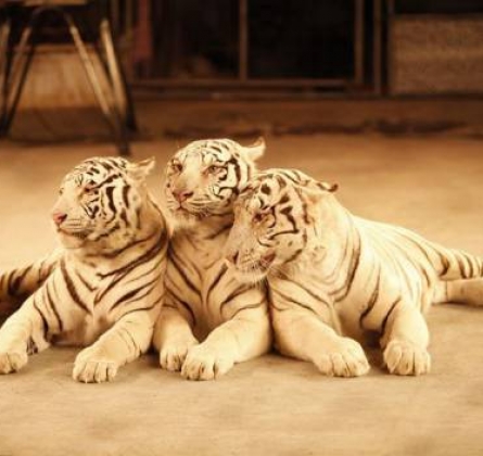 Ёлка в цирке | Шоу белых тигров