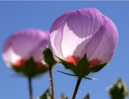 Гороскоп для успешных женщин c 22 по 28 июля