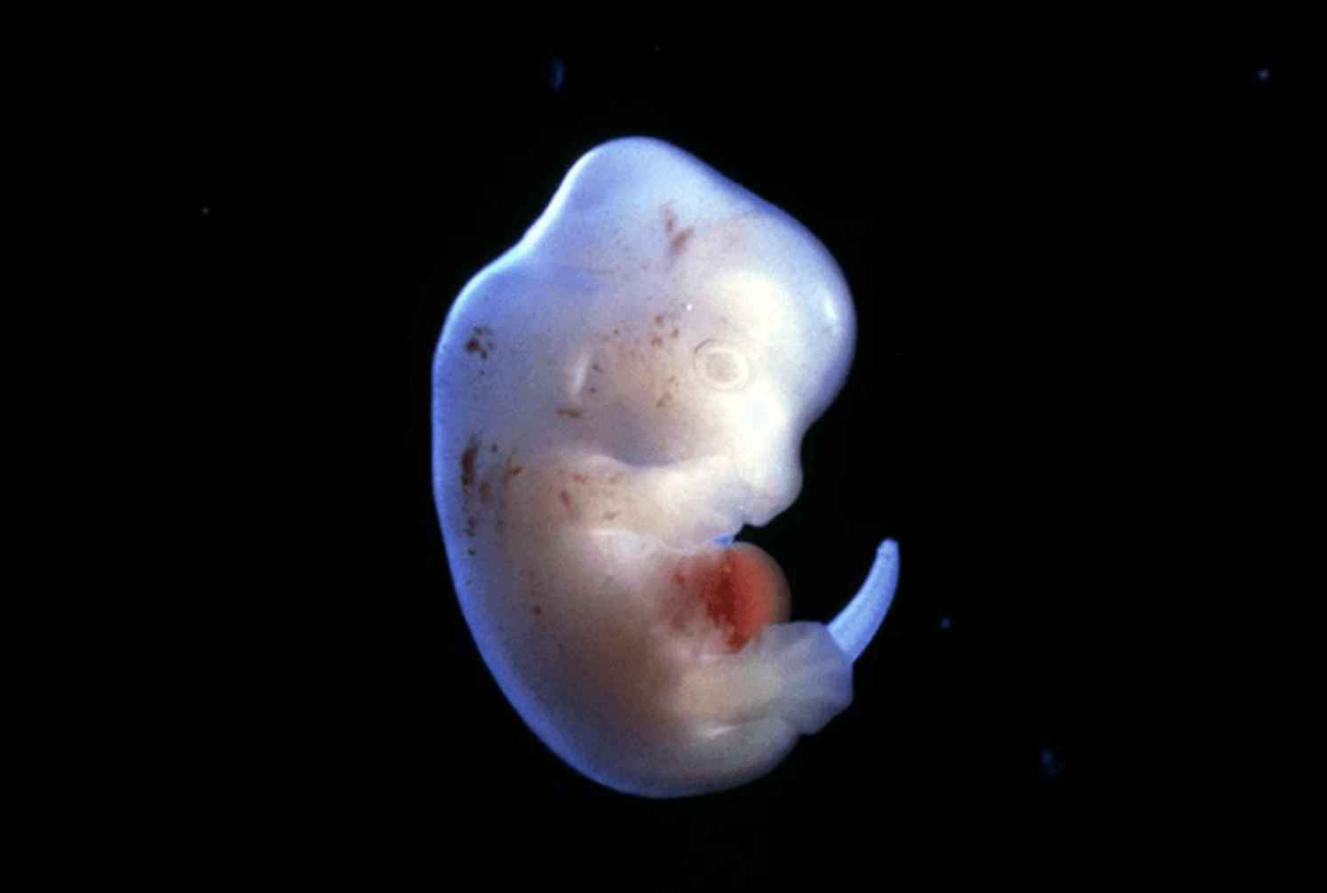 Японцы получили разрешение скрестить эмбрион человека и животного