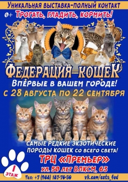 Выставка кошек