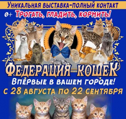 Выставка кошек
