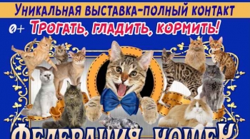 Выставка кошек
