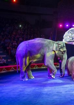 ЦИРК | Инди-РА