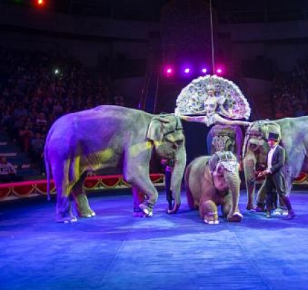 ЦИРК | Инди-РА