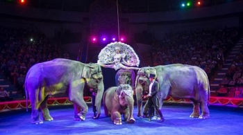 ЦИРК | Инди-РА