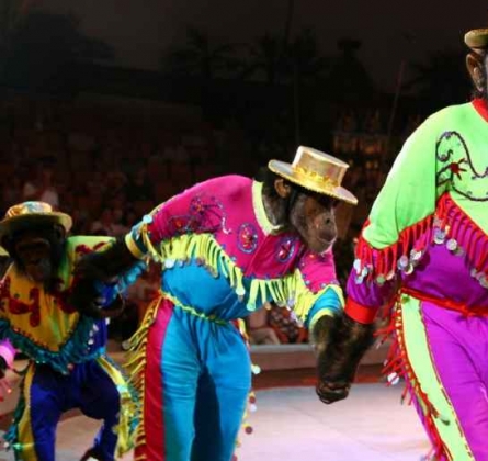 ДЖАМБО | Цирк