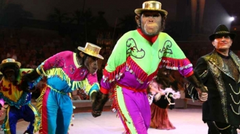 ДЖАМБО | Цирк