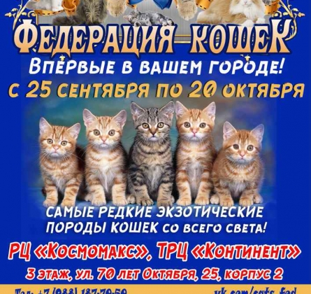 Выставка кошек