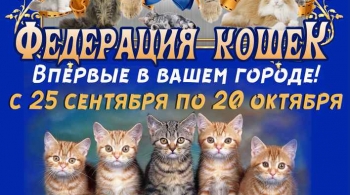 Выставка кошек