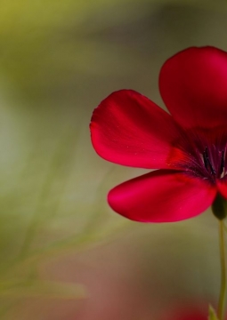 Формула любви с танцевальной программой