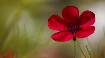 Формула любви с танцевальной программой