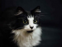 Почему коты и кошки мурлыкают?