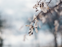 Гороскоп для успешных женщин с 11 по 17 ноября