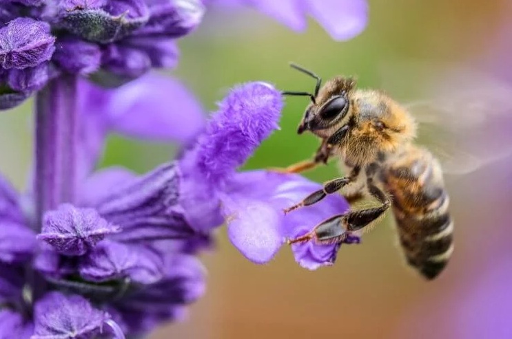 Как линии электропередач влияют на поведение пчел?