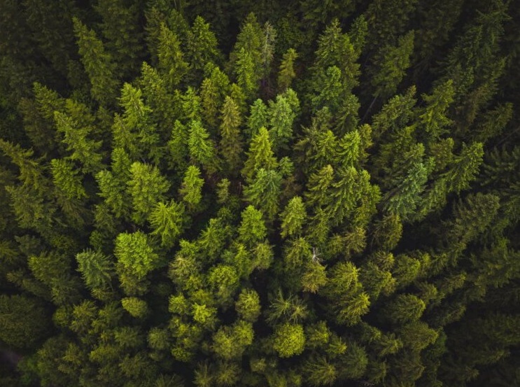 Деревья выделяют парниковые газы и могут ускорить глобальное потепление