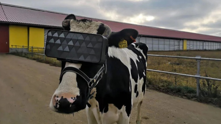 В России выяснили, как виртуальная реальность влияет на самочувствие коров