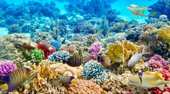 Коралловый риф. Экспедиция по спасению