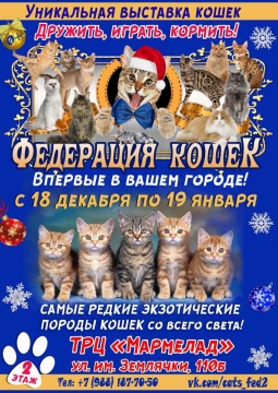 Выставка кошек