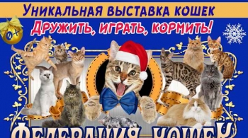 Выставка кошек