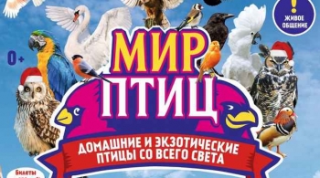 Мир птиц