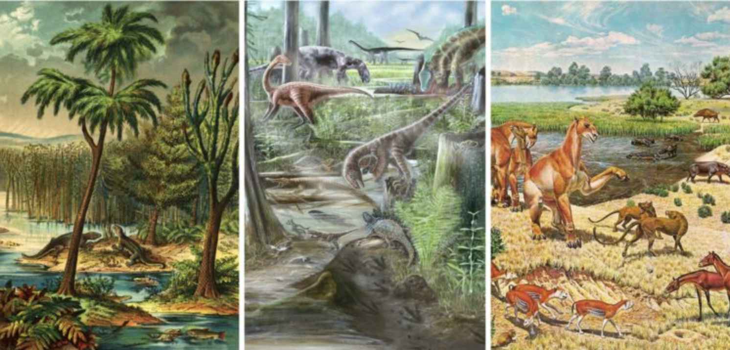 Разнообразие жизни на Земле не изменилось со времен динозавров