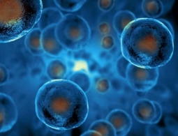 CRISPR сделал стволовые клетки «невидимыми» для иммунной системы
