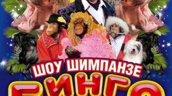 Бинго-Бонго | Цирк