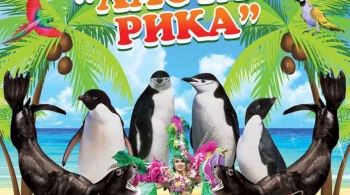 Цирк | Ласта-Рика