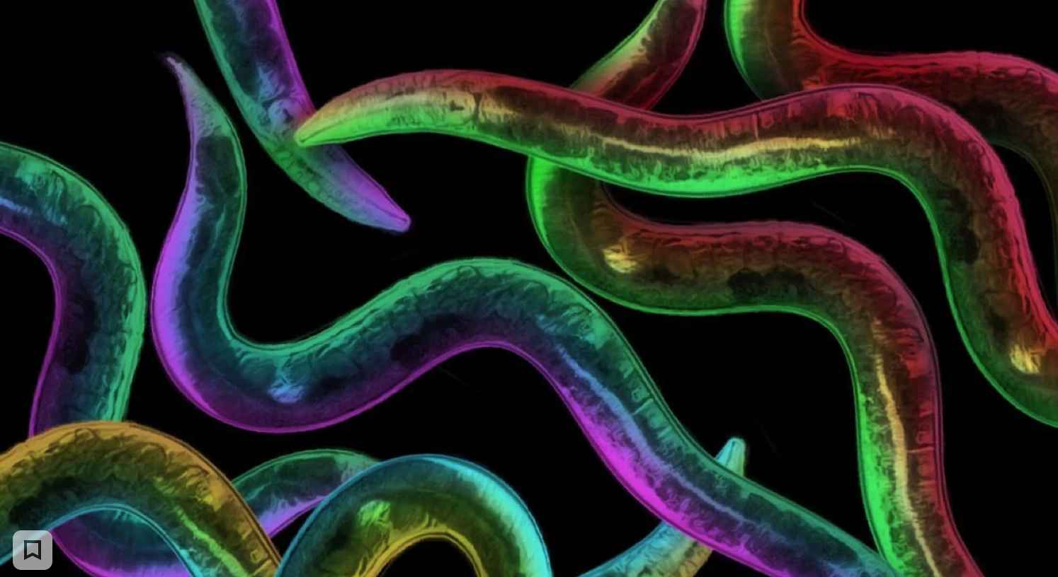 Круглые черви помогли открыть новый механизм продления молодости